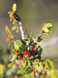 Rhamnus crocea Spiny Redberry
