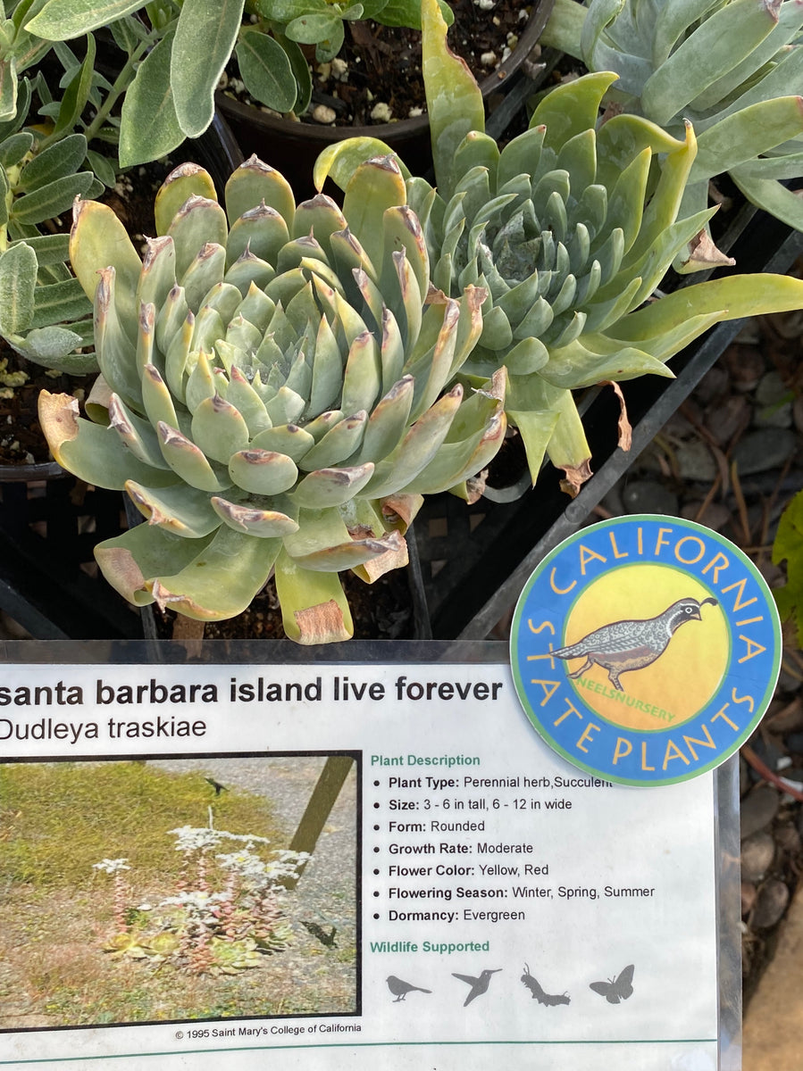 succulent nursery santa barbara Dudleya traskiae Santa Barbara Island Live Forever – Neel's Nursery
