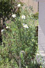Load image into Gallery viewer, Romneya coulteri Coulter's Matilija Poppy