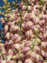 Load image into Gallery viewer, Hesperoyucca whipplei Chaparral Yucca