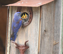 Load image into Gallery viewer, Western Bluebird Nesting House