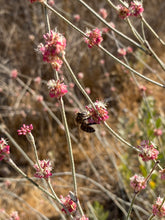 Load image into Gallery viewer, Eriogonum elongatum Longstem Buckwheat