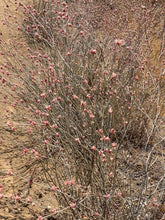 Load image into Gallery viewer, Eriogonum elongatum Longstem Buckwheat