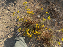 Load image into Gallery viewer, Isocoma menziesii Menzies' Goldenbush - var. sedoides & var. decumbens