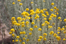 Load image into Gallery viewer, Eriophyllum confertiflorum Golden Yarrow