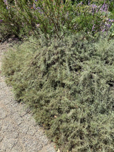 Load image into Gallery viewer, Artemisia californica California Sagebrush & Groundcover Selections