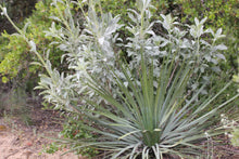 Load image into Gallery viewer, Hesperoyucca whipplei Chaparral Yucca