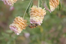 Load image into Gallery viewer, Burroughsia fastigiata Baja Tree Verbena