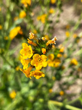 Load image into Gallery viewer, Amsinckia intermedia Common Fiddleneck