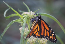 Load image into Gallery viewer, Asclepias fascicularis Narrow Leaf Milkweed