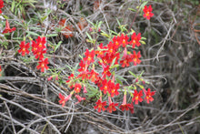 Load image into Gallery viewer, Diplacus (Mimulus) aurantiacus var. puniceus Red Bush Monkeyflower