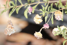 Load image into Gallery viewer, Burroughsia fastigiata Baja Tree Verbena