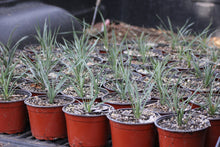 Load image into Gallery viewer, Hesperoyucca whipplei Chaparral Yucca