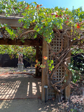 Load image into Gallery viewer, Vitis 'Roger's Red' Roger's Red Grape