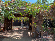 Load image into Gallery viewer, Vitis 'Roger's Red' Roger's Red Grape