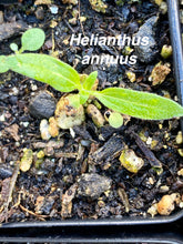 Load image into Gallery viewer, Helianthus annuus Sunflower