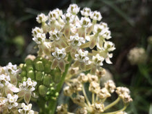 Load image into Gallery viewer, Asclepias fascicularis Narrow Leaf Milkweed