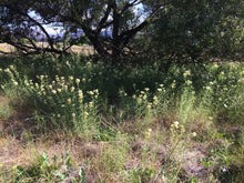 Load image into Gallery viewer, Asclepias fascicularis Narrow Leaf Milkweed