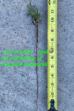 Load image into Gallery viewer, Isocoma menziesii Menzies' Goldenbush - var. sedoides & var. decumbens