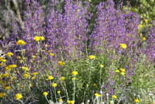 Load image into Gallery viewer, Eriophyllum confertiflorum Golden Yarrow