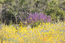 Load image into Gallery viewer, Eriophyllum confertiflorum Golden Yarrow