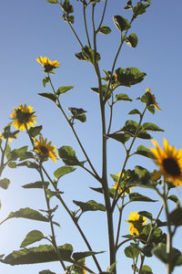 Helianthus annuus Sunflower