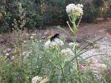 Load image into Gallery viewer, Asclepias fascicularis Narrow Leaf Milkweed