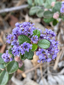 Ceanothus maritimus 'Valley Violet' - 'Popcorn' - 'Point Sierra'  Mountain Lilac