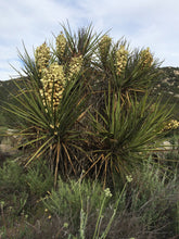 Load image into Gallery viewer, Yucca schidigera Mojave Yucca