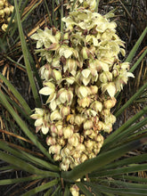 Load image into Gallery viewer, Yucca schidigera Mojave Yucca