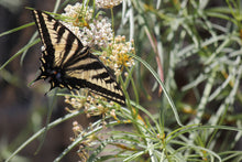 Load image into Gallery viewer, Asclepias fascicularis Narrow Leaf Milkweed