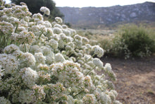 Load image into Gallery viewer, Eriogonum fasciculatum California Buckwheat & Selections