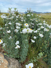 Load image into Gallery viewer, Romneya coulteri Coulter's Matilija Poppy