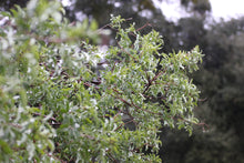 Load image into Gallery viewer, Sambucus nigra ssp. caerulea  Blue Elderberry
