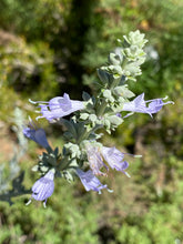 Load image into Gallery viewer, Salvia apiana White Sage & Selections