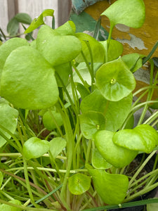 Claytonia perfoliata Miner's Lettuce