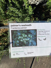 Load image into Gallery viewer, Frankenia palmeri Palmer&#39;s Seaheath