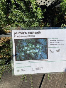 Frankenia palmeri Palmer's Seaheath