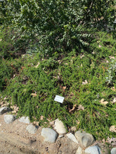 Load image into Gallery viewer, Eriogonum fasciculatum California Buckwheat & Selections
