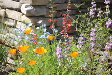 Load image into Gallery viewer, California Wildflower Mix - Seed