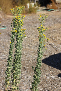 Heterotheca grandiflora Telegraph Weed