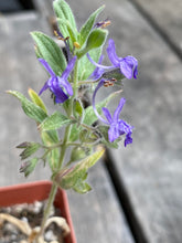 Load image into Gallery viewer, Trichostema lanceolatum Vinegarweed