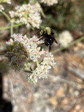Load image into Gallery viewer, Eriogonum fasciculatum California Buckwheat & Selections