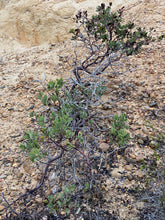 Load image into Gallery viewer, Arctostaphylos glandulosa ssp. crassifolia Del Mar Manzanita