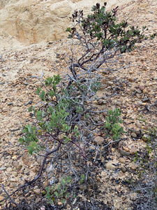 Arctostaphylos glandulosa ssp. crassifolia Del Mar Manzanita