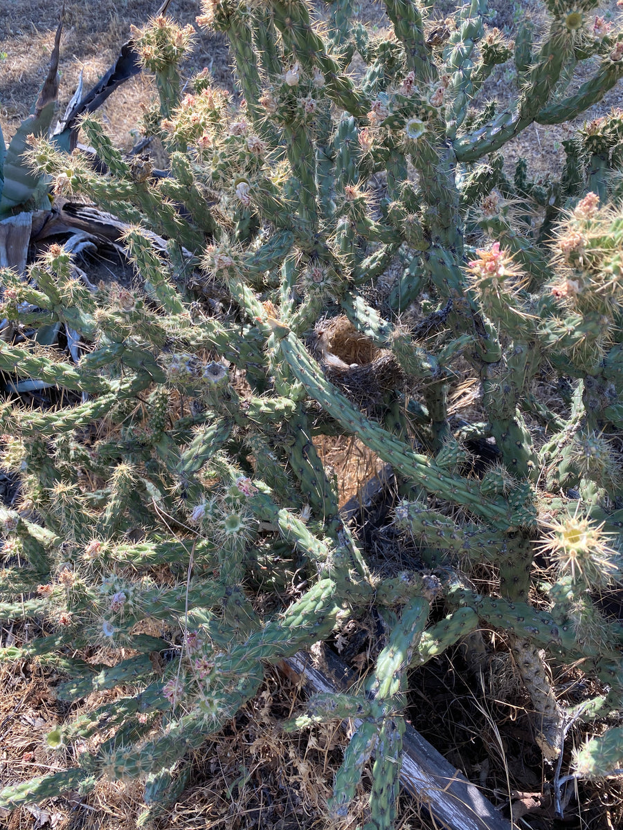 Nala ナラ　Cactus all in one Plant Kits and Boxes – Varnish + Vine