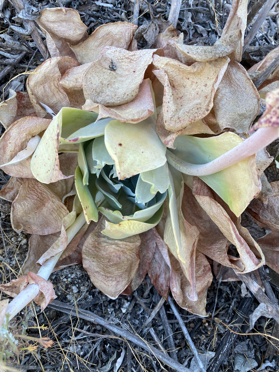 Dudleya Pulverulenta Chalk Dudleya Neels Nursery 