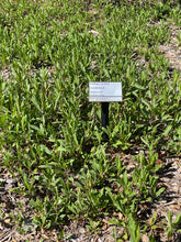 Load image into Gallery viewer, Solidago velutina ssp. californica California Goldenrod