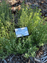 Load image into Gallery viewer, Eriophyllum confertiflorum Golden Yarrow