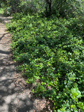 Load image into Gallery viewer, Ceanothus thyrsiflorus var. griseus 'Yankee Point' Yankee Point Carmel Ceanothus & 'Kurt Zadnik'